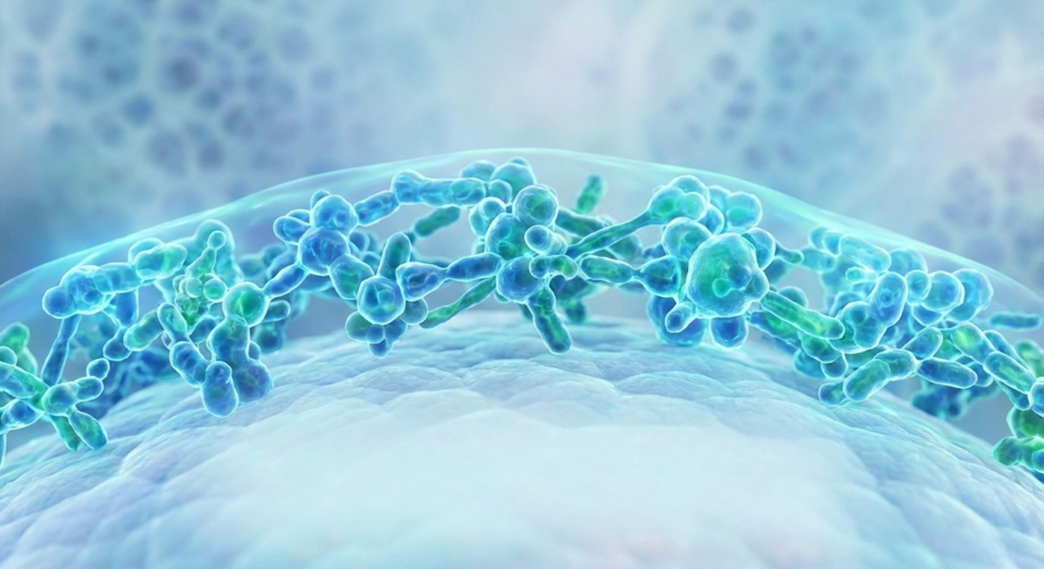 Dr. Daniel Prestes; Infectologista Vila Madalena; Infectologista Zona Oeste SP; Médico Infectologista Hospital Sírio-Libanês; Infectologista corpo clínico Albert Einstein; Infectologista perto do Beco do Batman; Infectologista Hospital Alemão Oswaldo Cruz; Infectologista Hospital Nove de Julho; Tratamento para SIBO e disbiose; Médico especialista em modulação intestinal; Microbiota e imunidade baixa; Candidíase de repetição tem cura?; Infecção urinária de repetição e intestino; Exames de metagenômica intestinal; Probióticos para imunidade; Tratamento de infecções recorrentes de mucosa; Onde fazer PrEP em São Paulo; Como funciona a PEP; Prevenção combinada ISTs; Médico infectologista LGBTQIA+ amigável; Check-up de doenças sexualmente transmissíveis; Prevenção de HIV e ISTs; Médico para imunidade baixa; Especialista em infecções recorrentes; Check-up infectológico completo; Vacinas para pacientes imunossuprimidos; Acompanhamento pós-transplante infectologia; Segunda opinião infectologia casos complexos; Vacinação de populações especiais; Médico infectologista particular SP; Consultoria sanitária para escolas; Protocolos de saúde em escolas; Palestras de saúde para pais e educadores; Vigilância sanitária em escolas; imunidade;febre;infecções